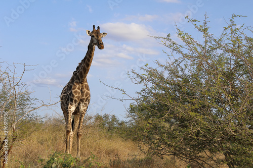 Photography Giraffe / Giraffe / Giraffa Camelopardalis