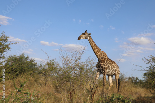 Photography Giraffe / Giraffe / Giraffa Camelopardalis