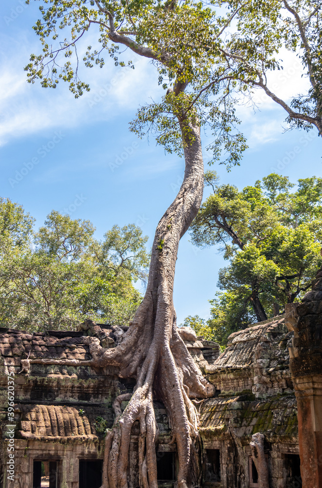Fototapeta premium Arbre, temple Ta Prohm à Angkor, Cambodge