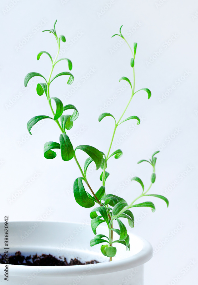 white pot with growing sprigs of green lavender white pot with growing sprigs of green lavender