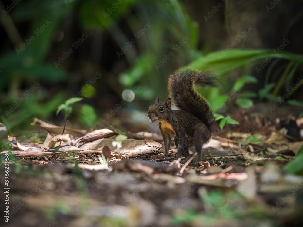 Guyane