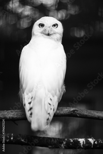 
black and white owl with a menacing look