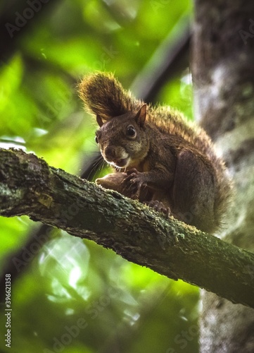 Guyane