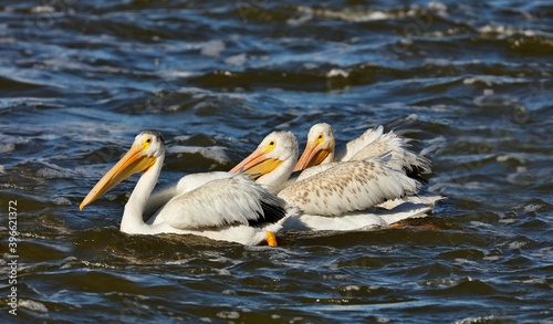 Pelican - big bird, hunts in a flock 