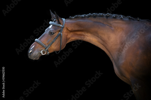 Horse portrait in bridle on black background