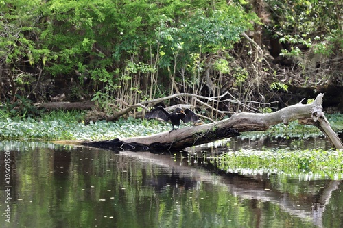 Cormorant and turtle sharing fallen tree
