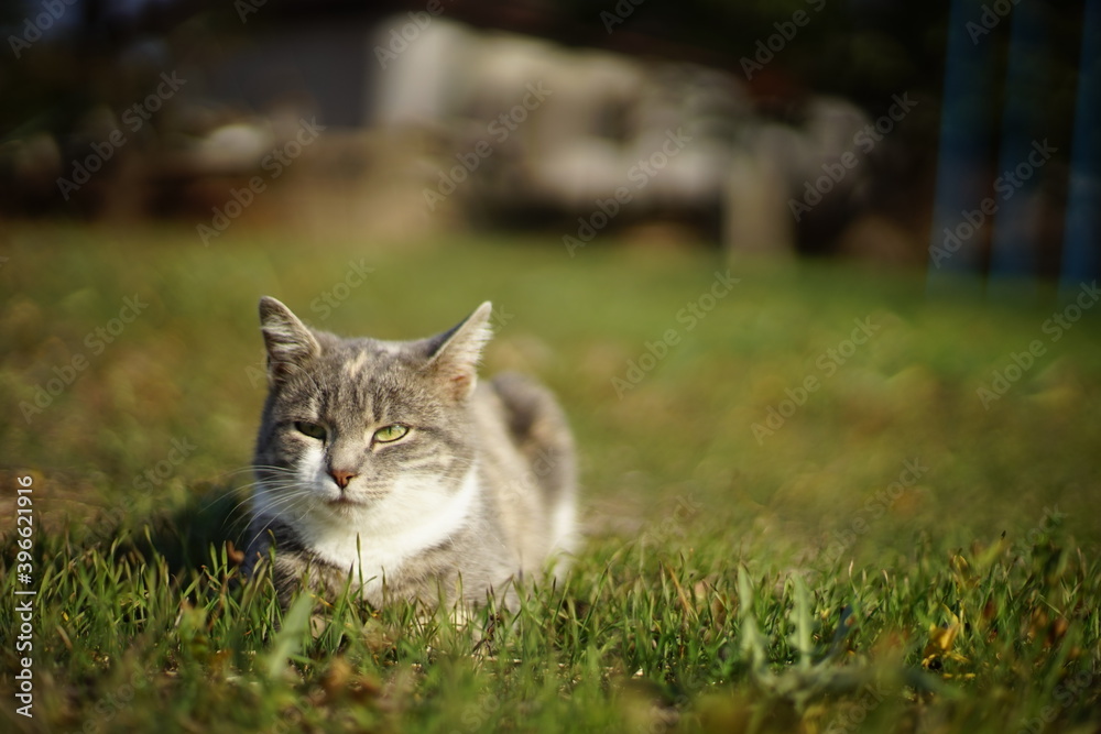 Pale gray kitty lies on a on a green grass in the garden. Cute domestic animal portrait. Tricolor cat.