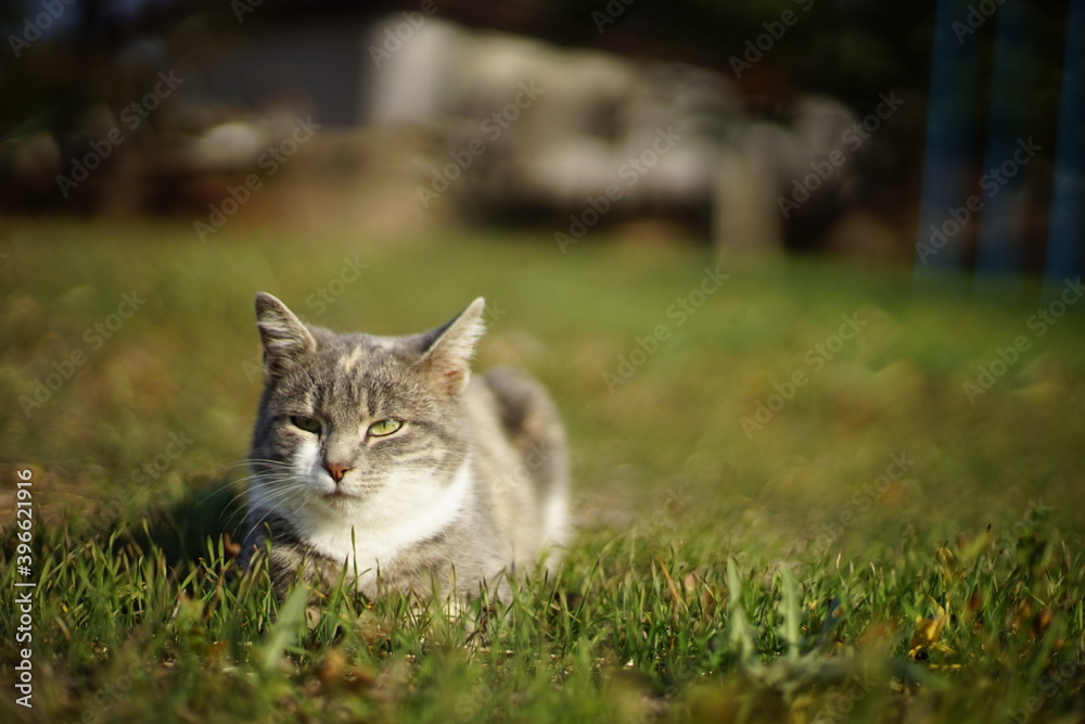 Pale gray kitty lies on a on a green grass in the garden. Cute domestic animal portrait. Tricolor cat. Pale gray kitty lies on a on a green grass in the garden. Cute domestic animal portrait. Tricolor cat.
