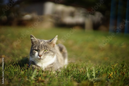 Pale gray kitty lies on a on a green grass in the garden. Cute domestic animal portrait. Tricolor cat.