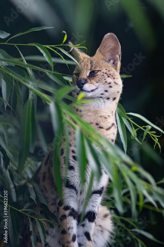 Canvas Print Wild cat hidden in the bushes, cute cat