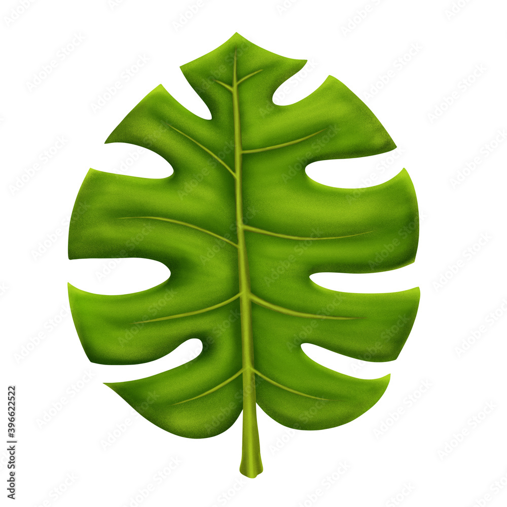 Monstera Deliciosa or Swiss Cheese Plant Leaf on White Background Monstera Deliciosa or Swiss Cheese Plant Leaf on White Background