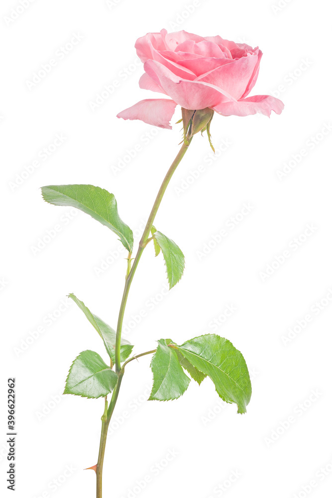 Fototapeta premium pink light small rose with single bloom