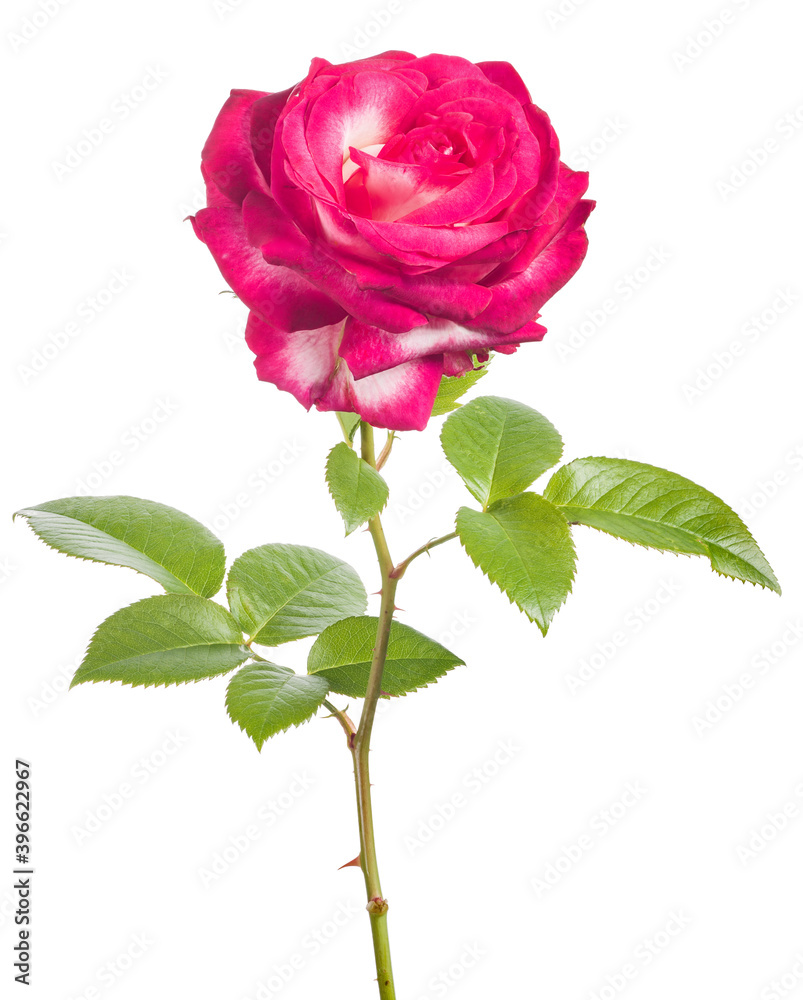 Obraz premium large beautiful bright pink color rose isolated on white