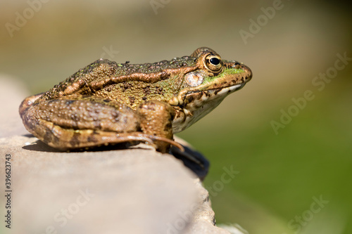 Close-up of Common Frog (Pelophylax perezi) sunbathing on top of a rock against an unfocused background, taken in a lake in León, Spain.