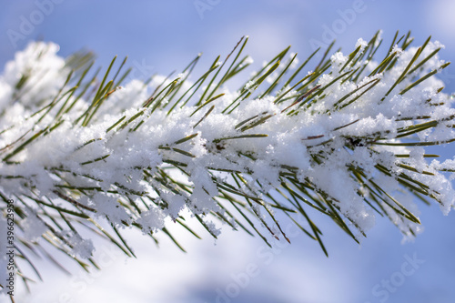Coniferous tree branch under the snow against the background of the sky. Close-up