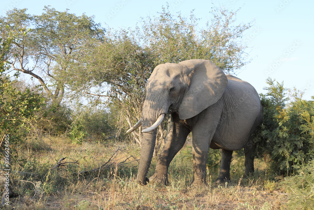 Obraz premium Afrikanischer Elefant / African elephant / Loxodonta africana