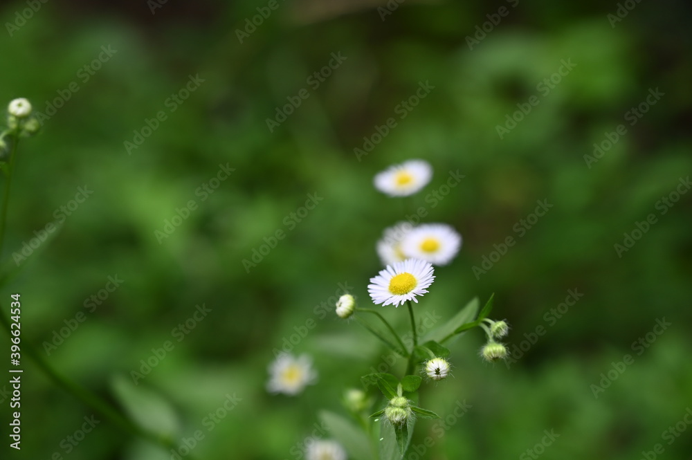 daisy flower daisy flower
