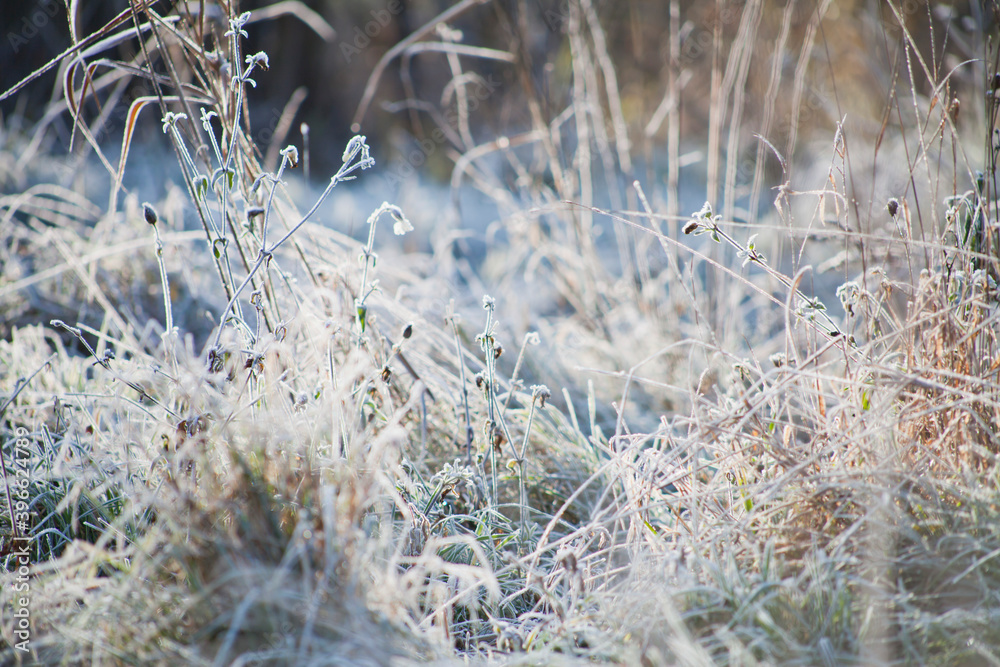 Fototapeta premium Frosty wildlife meadow on the sunny beautiful day.