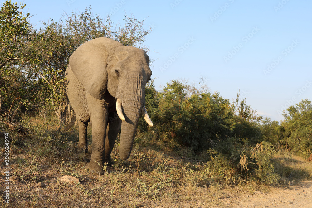 Afrikanischer Elefant / African elephant / Loxodonta africana