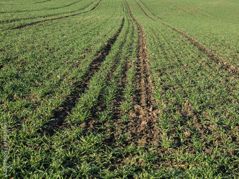 Feld mit Wintersaat, Ackerbau, Spurrillen Feld mit Wintersaat, Ackerbau, Spurrillen