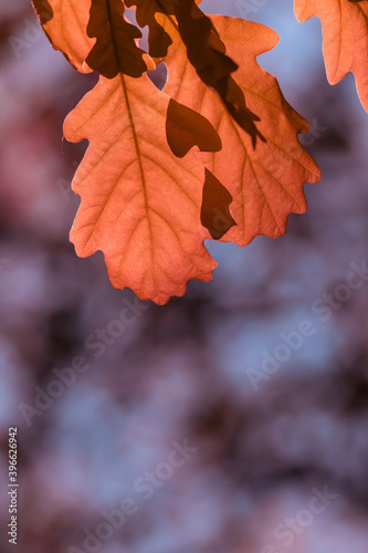 Autumn oak leaves.