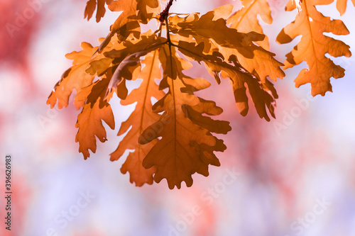 Autumn oak leaves.