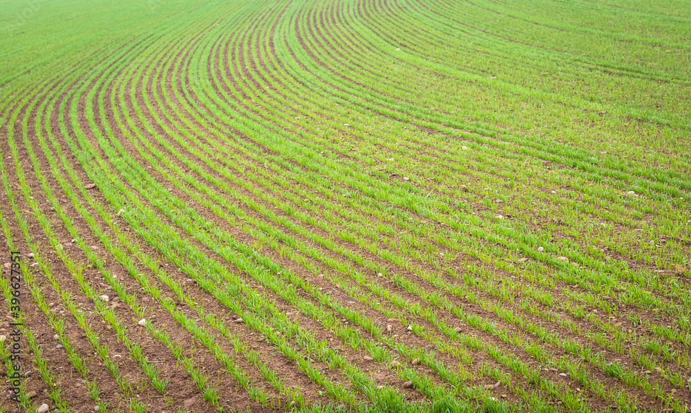 Natural environment background. Farmland detail with growing cultivation.
