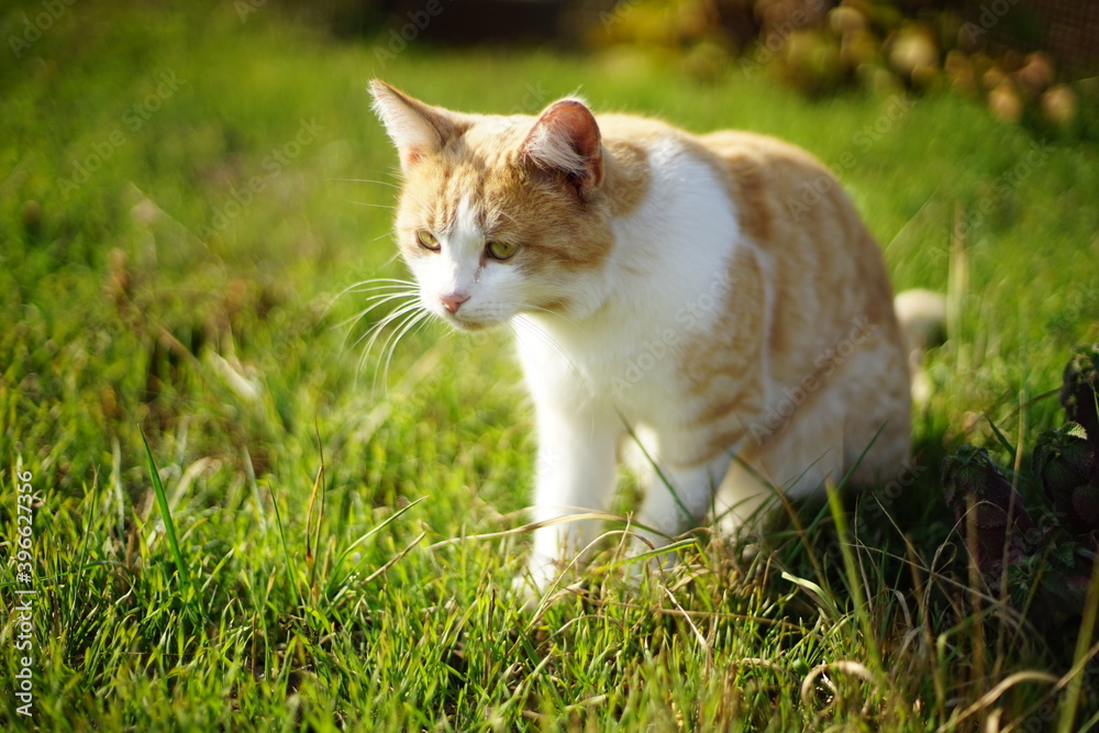 curious fluffy ginger white cat hunts on green grass on a sunny day