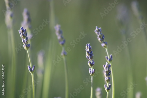 Lavendel Garten