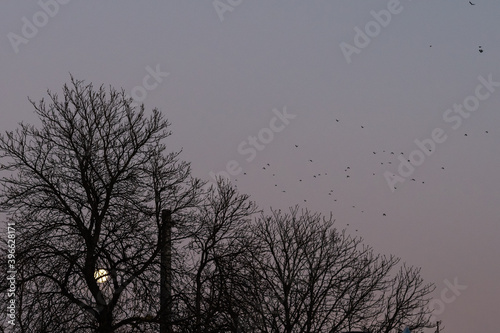 silhouette of trees in dust with birds flocking the early winter sky featuring a bright full moon