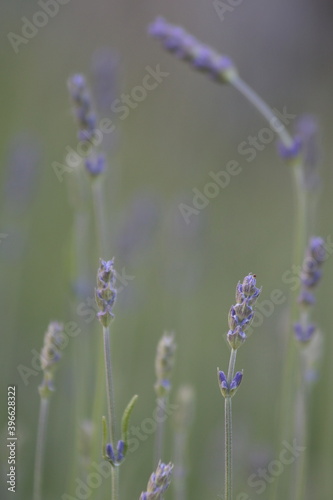 Lavendel Garten