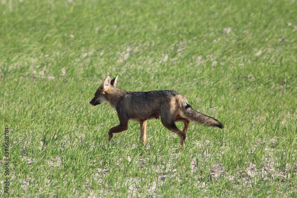 Pampas Fox Pampas Fox