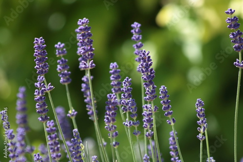 Lavendel Garten