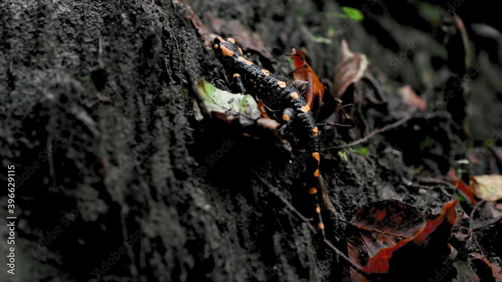 Spotted salamander walking in the forest after rain in autumn season