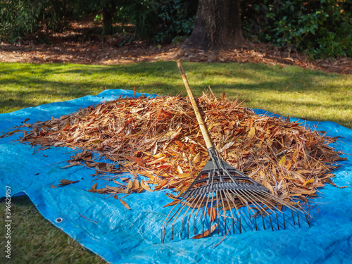 Canvastavla Pile of fall leaves and fan rake on blue tarp
