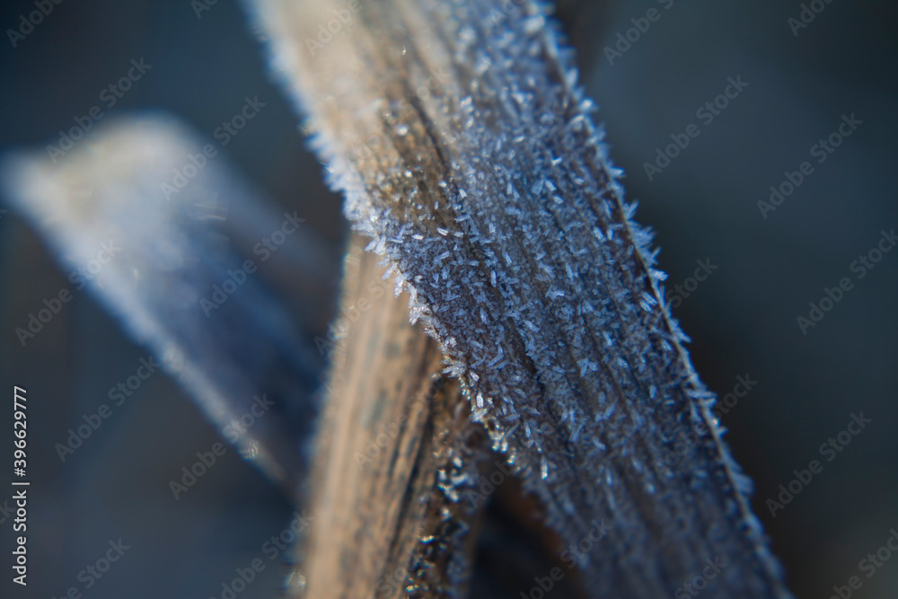 Macro photo of common reed leaves covered in frost during sunny cold winter day.