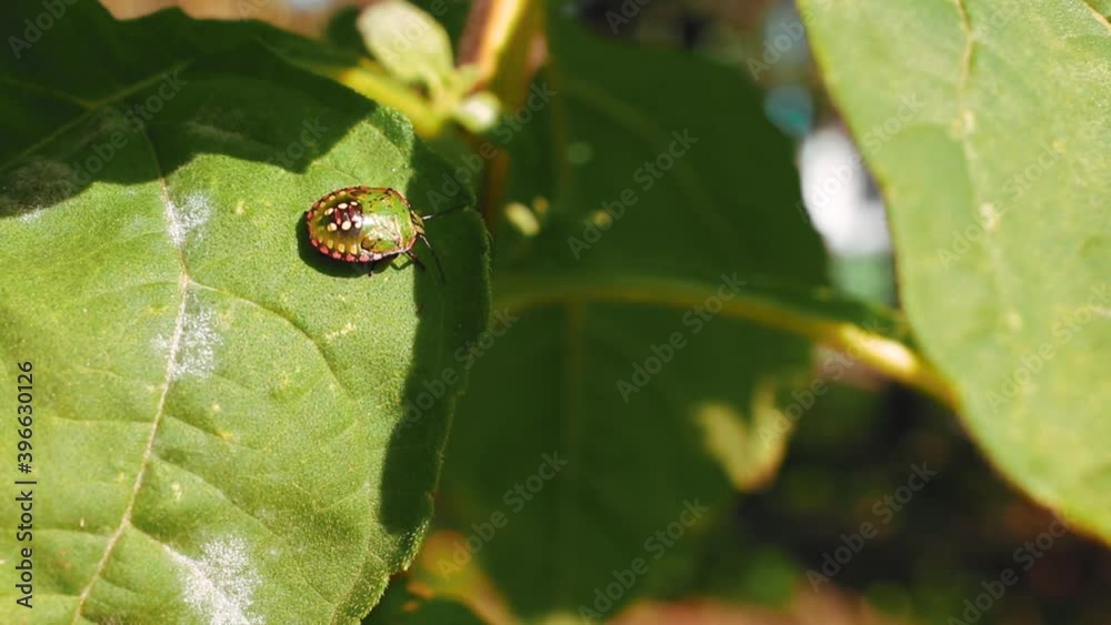 Nezara viridula green bug on green leaves in natural light