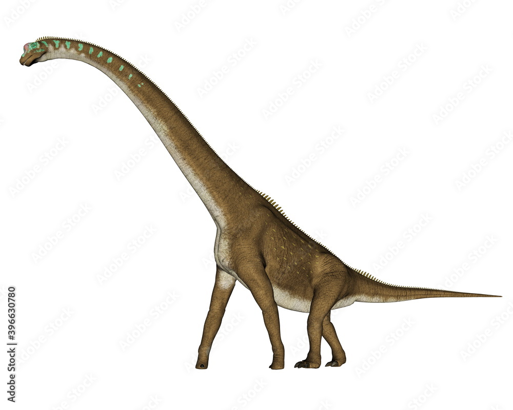 Obraz premium Giraffatitan dinosaur walking isolated in white background - 3D render