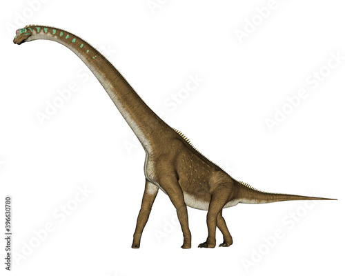 Giraffatitan dinosaur walking isolated in white background - 3D render © Elenarts