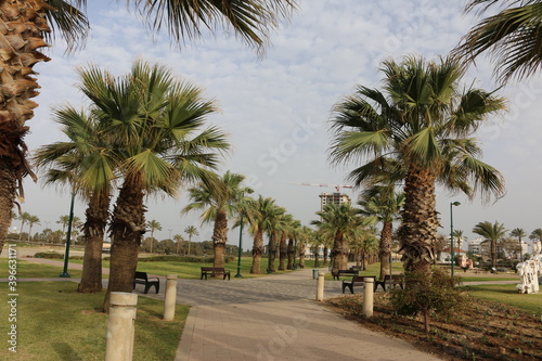 Israel Netanya palms © subbot