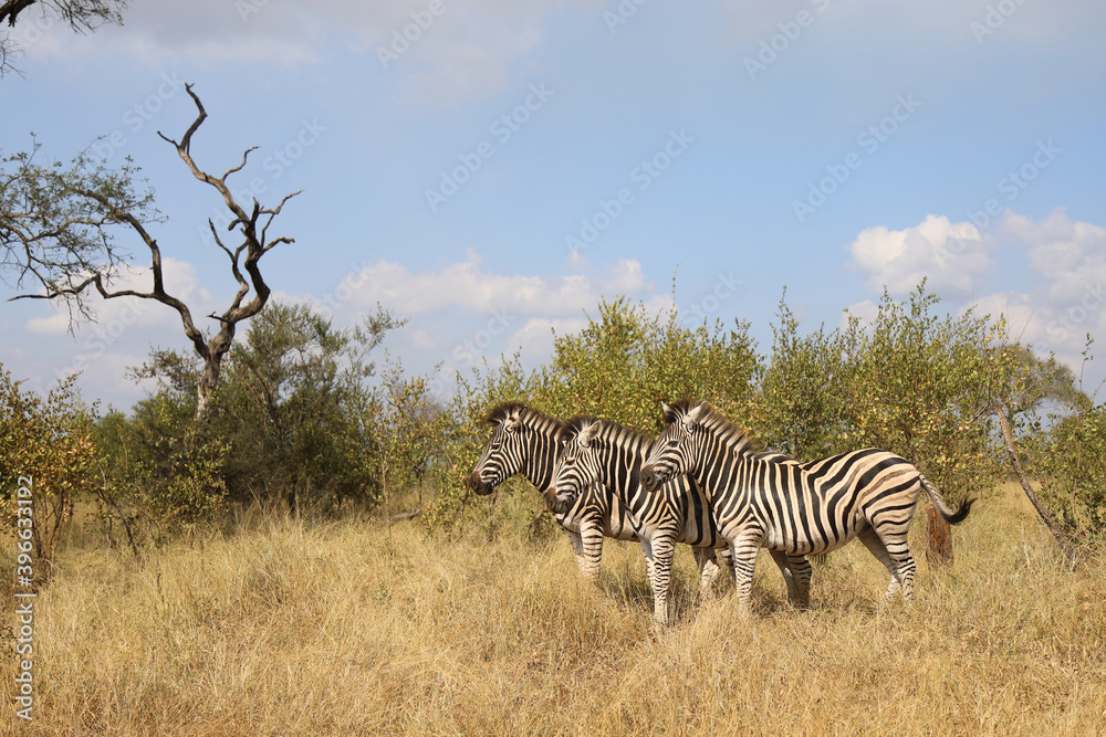 Naklejka premium Steppenzebra / Burchell's zebra / Equus burchellii
