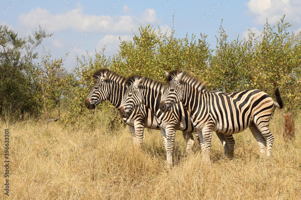 Steppenzebra / Burchell's zebra / Equus burchellii Steppenzebra / Burchell's zebra / Equus burchellii