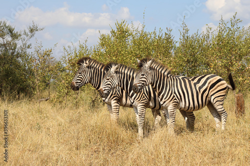 Steppenzebra   Burchell s zebra   Equus burchellii