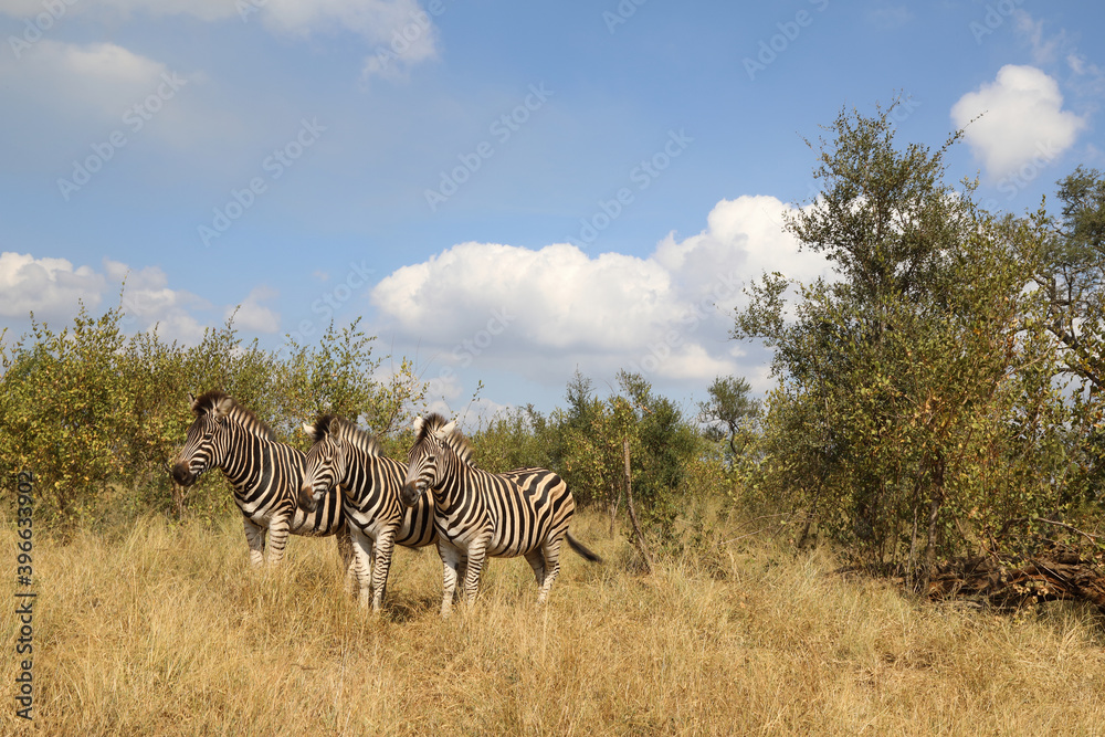 Obraz premium Steppenzebra / Burchell's zebra / Equus burchellii