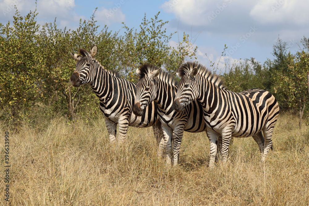 Obraz premium Steppenzebra / Burchell's zebra / Equus burchellii