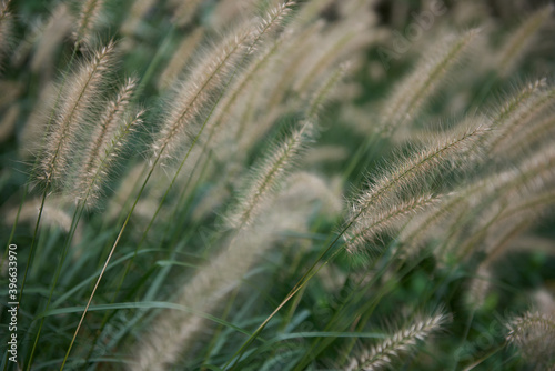 Soft Grass 7 