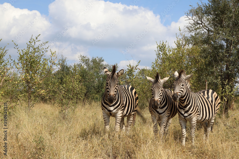 Obraz premium Steppenzebra / Burchell's zebra / Equus burchellii