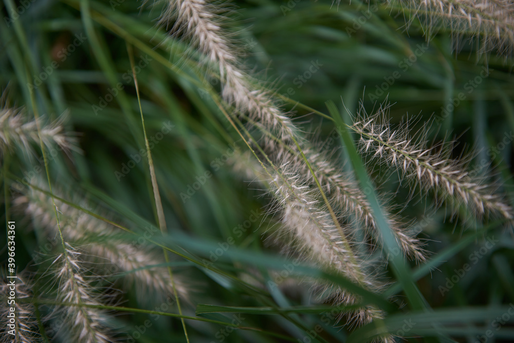 Soft Grass 2 Soft Grass 2