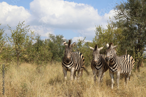 Steppenzebra   Burchell s zebra   Equus burchellii