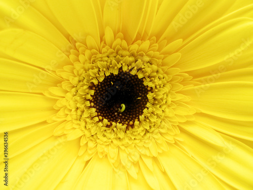 Bright yellow gerbera flower up close. Background.